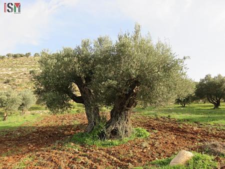 Harcèlement des agriculteurs palestiniens et entrave à leur travail dans les villages autour de Naplouse